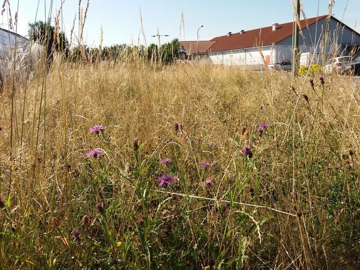 Wetzlar-Naunheim: Umstellung der Mähintensität des Stadtbetriebsamtes vom sechs- bis achtmaligen Mähen pro Saison auf eine sogenannte zweischürige Maht. Dadurch entwickeln sich nach und nach Blühpflanzen und leisten einen Beitrag zur biologischen Vielfalt.