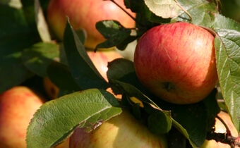 Symbolfoto Apfel